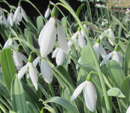 Galanthus 'Maidwell L'